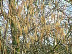 Corylus avellanaHazelaar bestellen